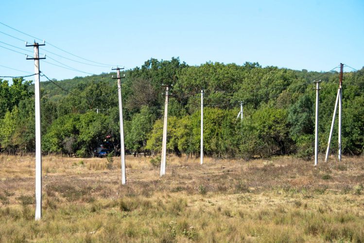 Расторгнут контракт на строительство ЛЭП с массовой вырубкой деревьев на ЮБК