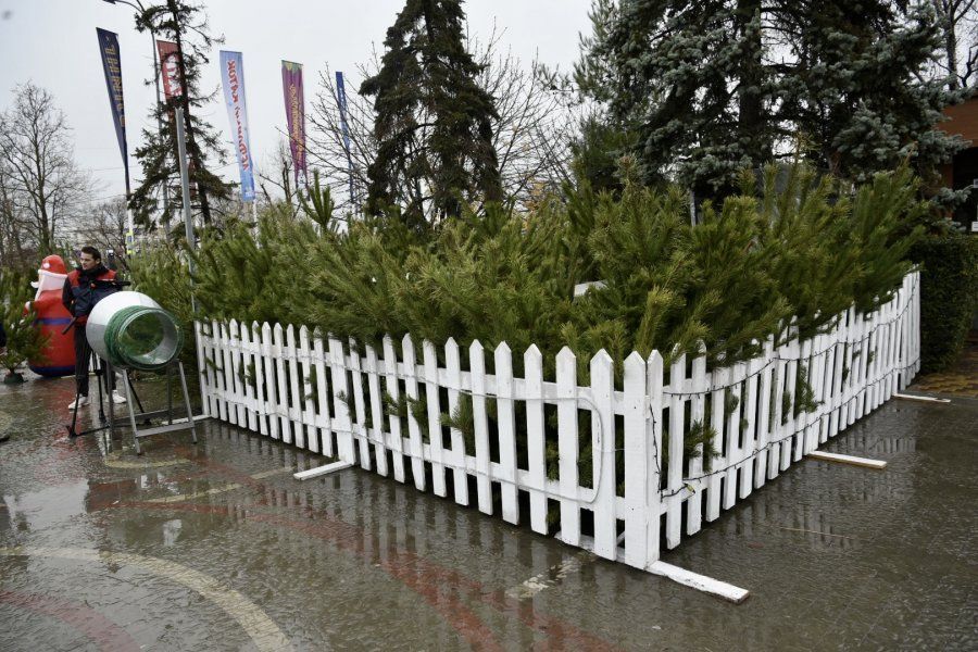 В Севастополе открылись ёлочные базары