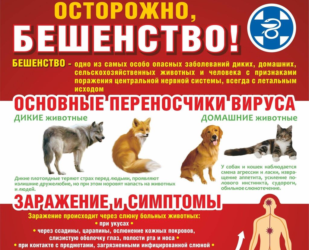В части Балаклавского муниципального округа установлен карантин в связи с выявлением случая бешенства у собаки