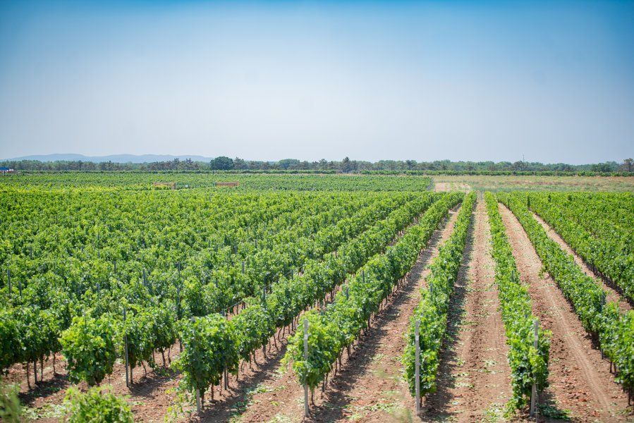 От саженца до энотуристического центра: в Севастополе помогают малым предприятиям отрасли виноградарства и виноделия