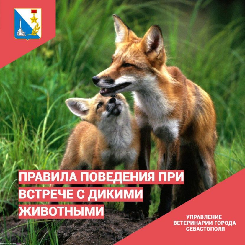 Правила поведения при встрече с дикими животными.