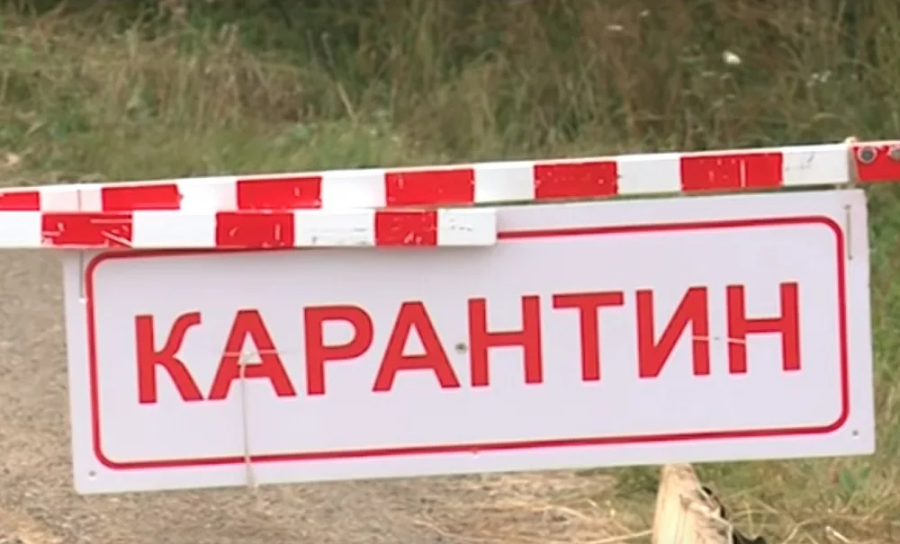 В Орлиновском муниципальном округе введен карантин по бешенству животных