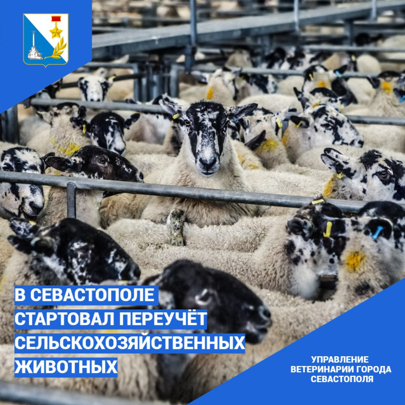 В Севастополе стартовал переучёт сельскохозяйственных животных!