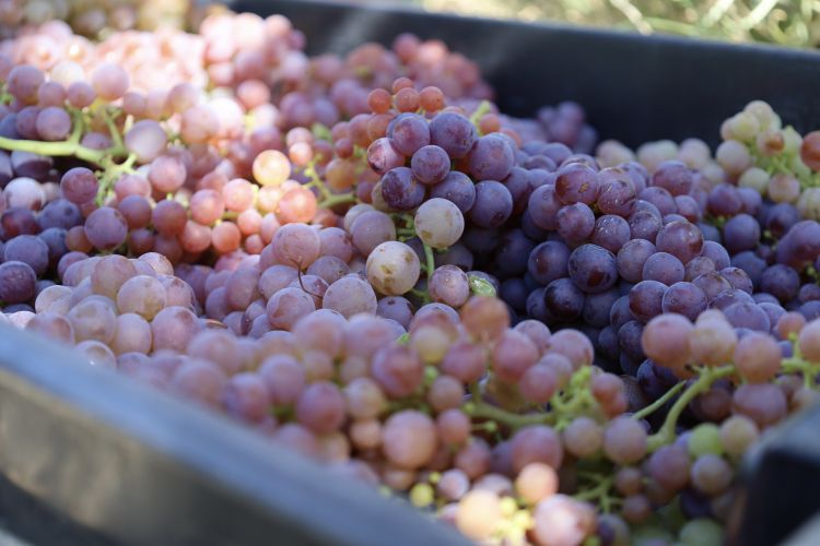 Более 60 предприятий получили государственную поддержку в отрасли сельского хозяйства