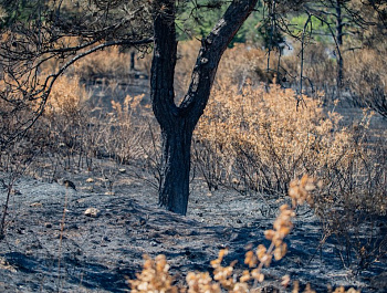 Спасая лес от огня: в Севастопольском лесничестве идут профилактические рейды