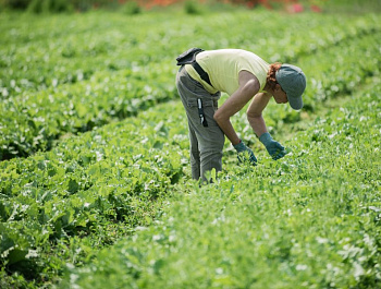 Благодаря господдержке в Севастополе начали выращивать пекинскую капусту
