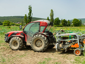 Благодаря господдержке в Севастополе начали выращивать пекинскую капусту