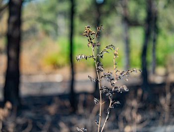 Спасая лес от огня: в Севастопольском лесничестве идут профилактические рейды