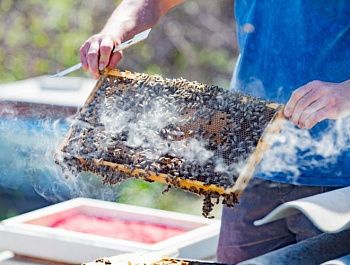 В Севастополе растет число пчеловодческих хозяйств