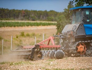 От саженца до энотуристического центра: в Севастополе помогают малым предприятиям отрасли виноградарства и виноделия