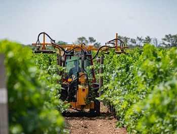 От саженца до энотуристического центра: в Севастополе помогают малым предприятиям отрасли виноградарства и виноделия