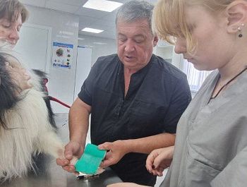 Специалисты госветклиники рассказали, как защитить питомца от устюгов и что делать, если колосок уже ранил животное