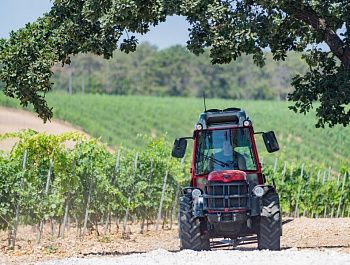 От саженца до энотуристического центра: в Севастополе помогают малым предприятиям отрасли виноградарства и виноделия