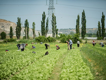 Благодаря господдержке в Севастополе начали выращивать пекинскую капусту