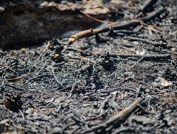 Спасая лес от огня: в Севастопольском лесничестве идут профилактические рейды