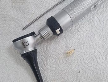 Специалисты госветклиники рассказали, как защитить питомца от устюгов и что делать, если колосок уже ранил животное