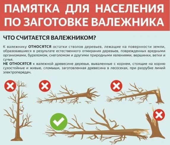 Памятка для граждан, осуществляющих заготовку и сбор валежника для собственных нужд
