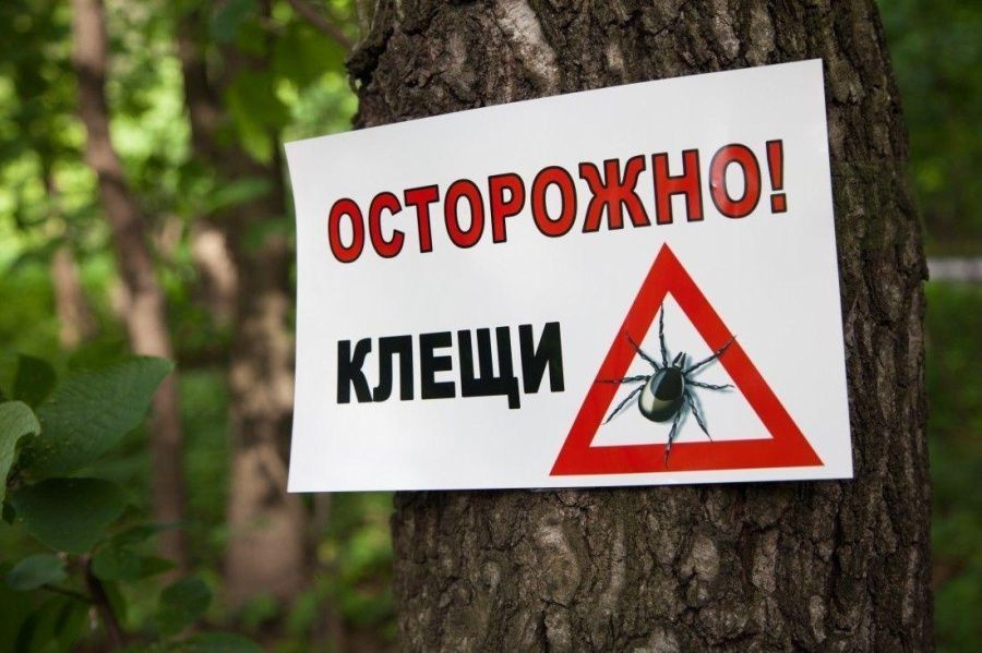 Роспотребнадзор напоминает о защите от клещей
