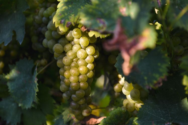 Стартовал отбор на господдержку виноградарей и виноделов