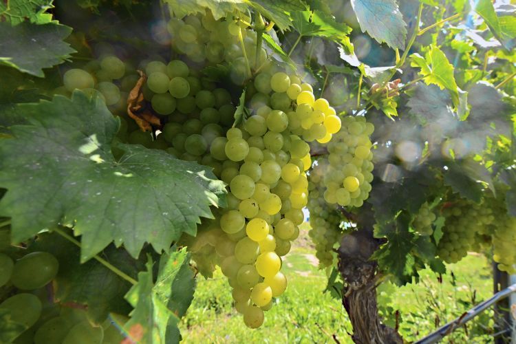 Стартовал прием заявок на господдержку виноградарей и виноделов