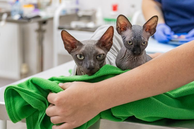 Госветслужба проведет вакцинацию домашних животных от бешенства в Балаклавском районе