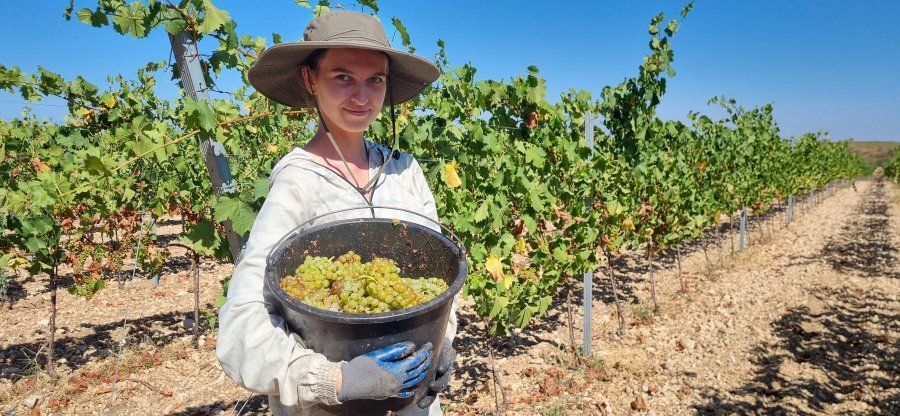 Благодаря господдержке развивается органическое виноградарство Благодаря господдержке развивается органическое виноградарство