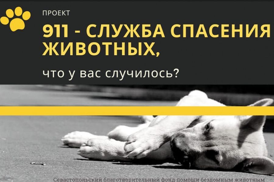 В Севастополе появилась служба спасения животных