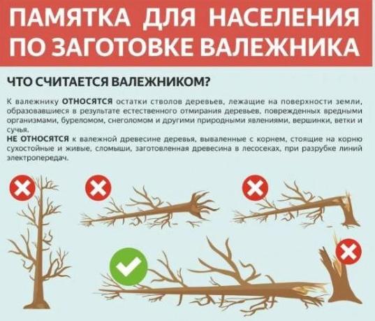 Сезон заготовки валежника открыт