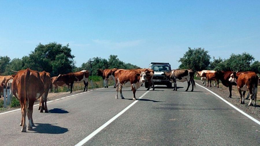 Владельцам скота напоминают об ответственности за бесконтрольный выпас