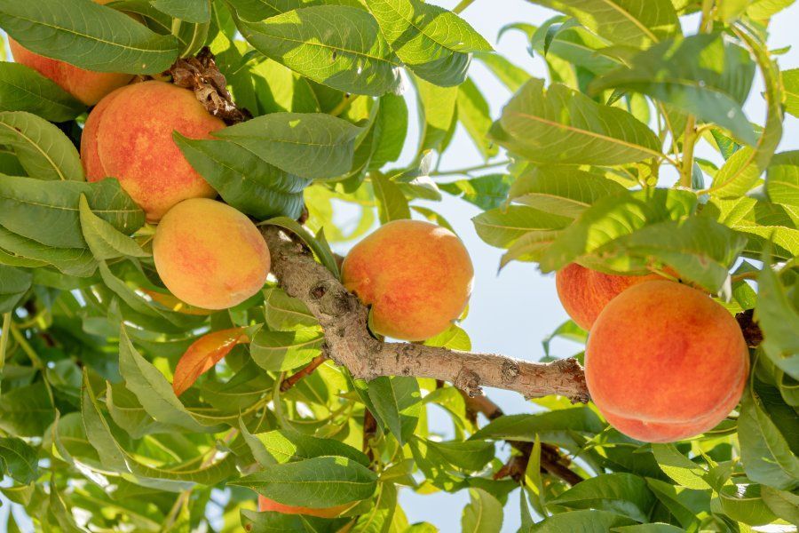 В Севастополе закладывают новые сады благодаря системной господдержке