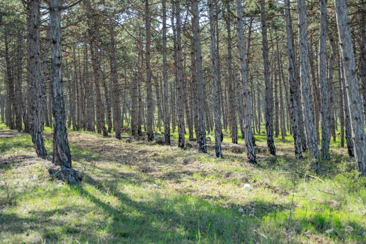 В Севастополе продлили запрет на посещение лесов