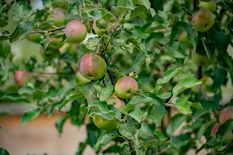 В Севастополе садоводы могут получить компенсацию до 80% затрат на уход за многолетними насаждениями