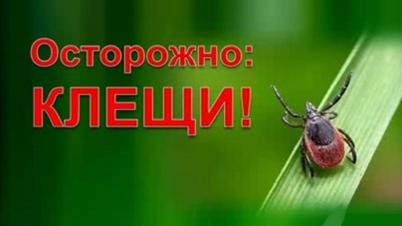 Осторожно, клещи!