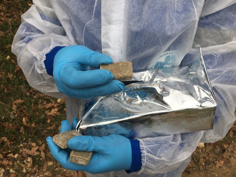В Севастополе вакцинируют диких животных