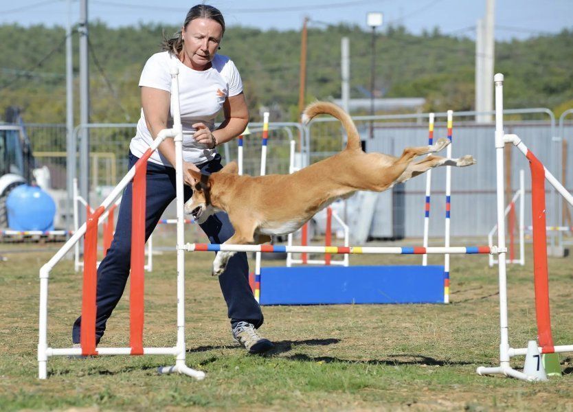 В Севастополе впервые прошел чемпионат города по кинологическому спорту