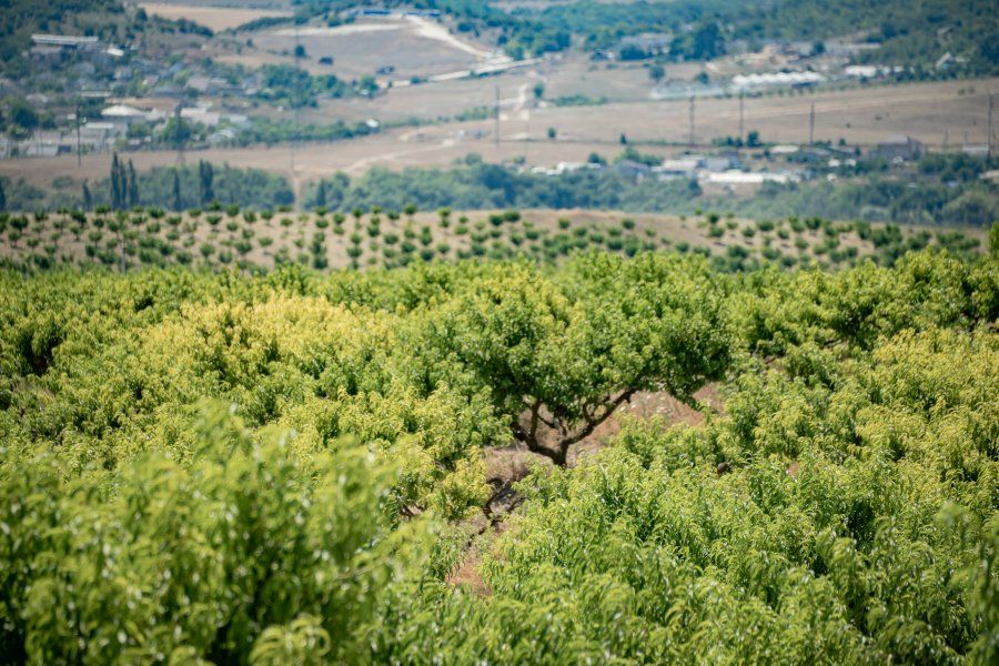 В Севастополе закладывают новые сады благодаря системной господдержке