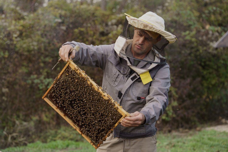 Севастополь поддерживает пчеловодов: благодаря господдержке фермеры развивают пасеки Севастополь поддерживает пчеловодов: благодаря господдержке фермеры развивают пасеки