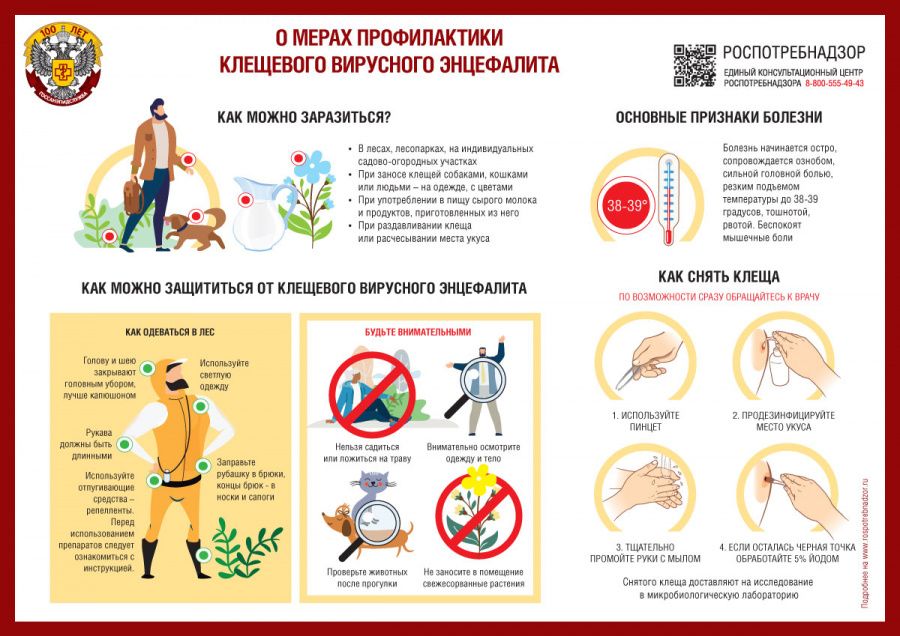 В Крыму выросло число укусов клещей