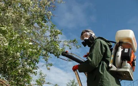 Зеленые насаждения Севастополя обрабатывают от вредителей