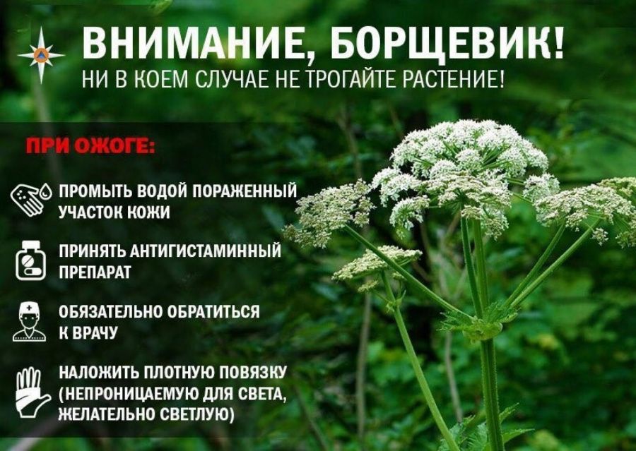 Осторожно - борщевик!