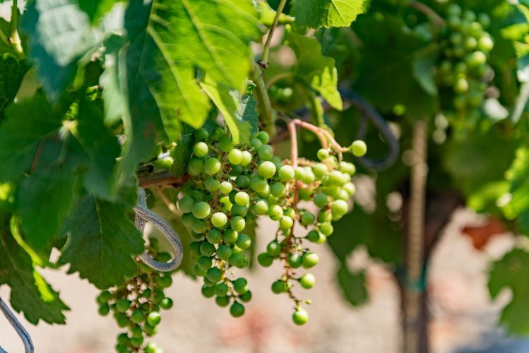 Департамент сельского хозяйства принимает документы на закладку новых виноградников