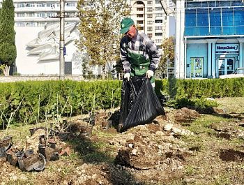 В городе высаживают розы
