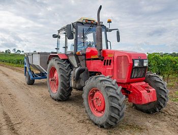 Крупные севастопольские виноградарские предприятия начали механизированный сбор технического винограда
