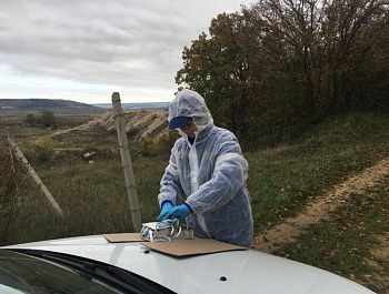 В Севастополе вакцинируют диких животных