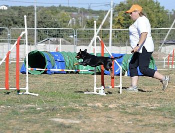 В Севастополе впервые прошел чемпионат города по кинологическому спорту