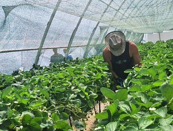 Севастопольские фермеры планируют собрать более 130 тонн тепличной клубники
