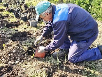 В городе высаживают розы