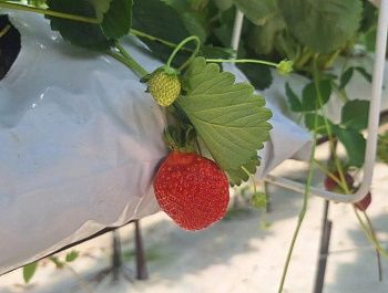 Севастопольские фермеры планируют собрать более 130 тонн тепличной клубники
