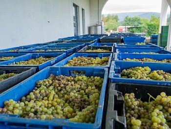 Севастопольские виноделы наращивают мощности благодаря системной господдержке и инфраструктурной поддержке