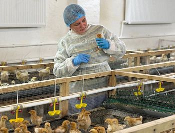 Государственной ветеринарной службе Севастополя исполняется 145 лет